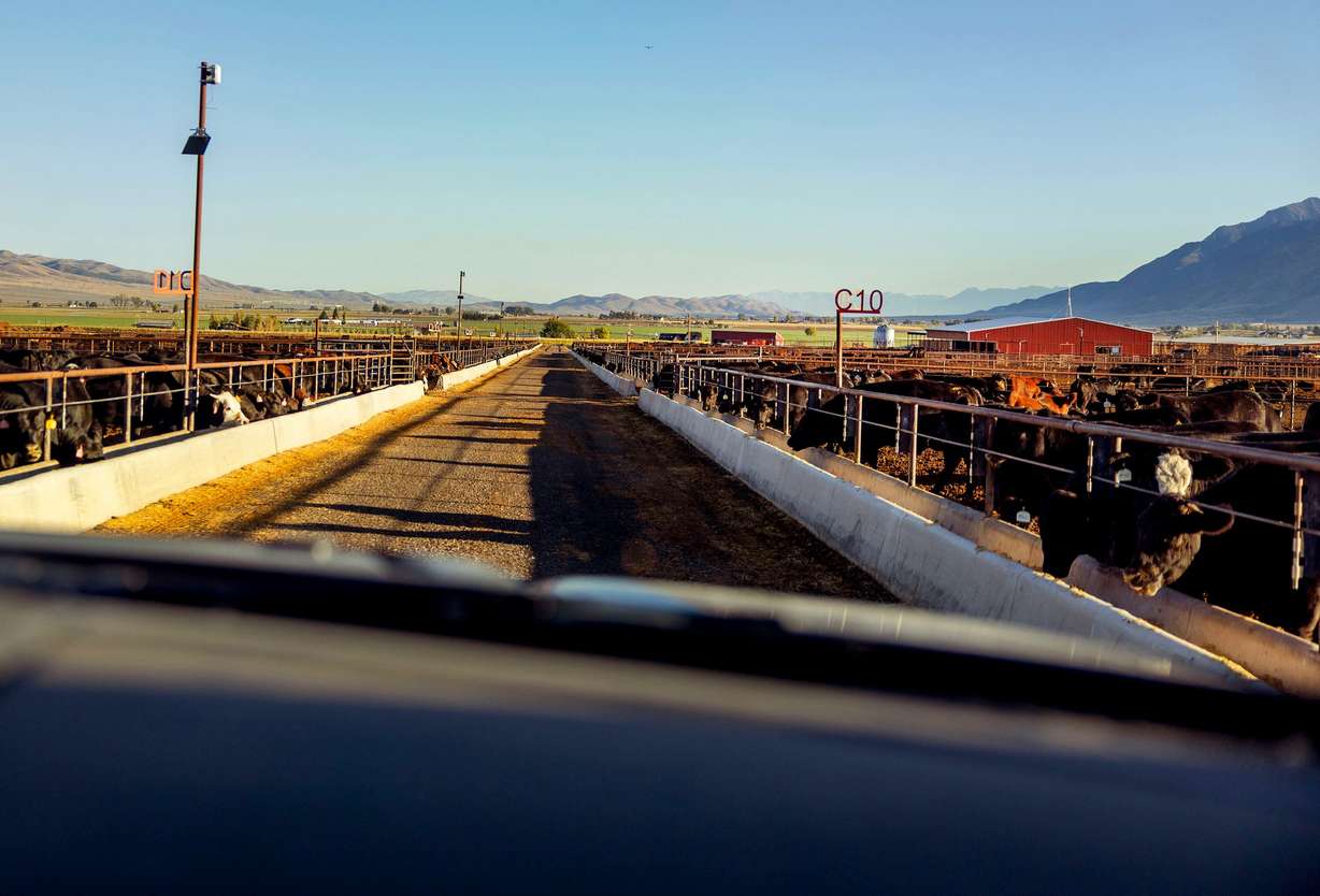 Korey Wright, owner of the Bar-W Beef Cow and Calf Operation, drives past cattle on his ranch in Nephi on Sept. 23.