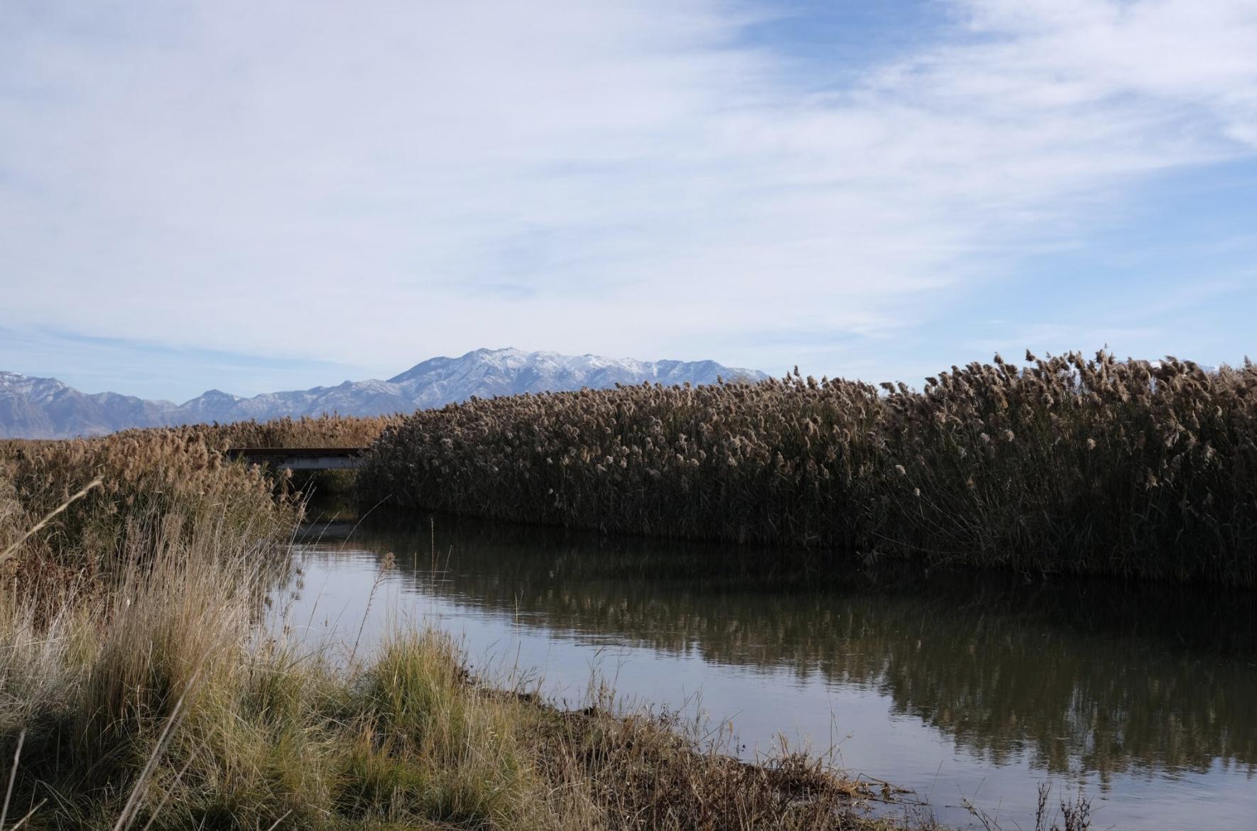 A tributary to the Great Salt Lake at the Ogden Bay Waterfowl Management Area is pictured on Nov. 25, 2024. The U.S. Geological Survey installed a stream gauge on this tributary, and 13 others, to monitory water flow into the Great Salt Lake.