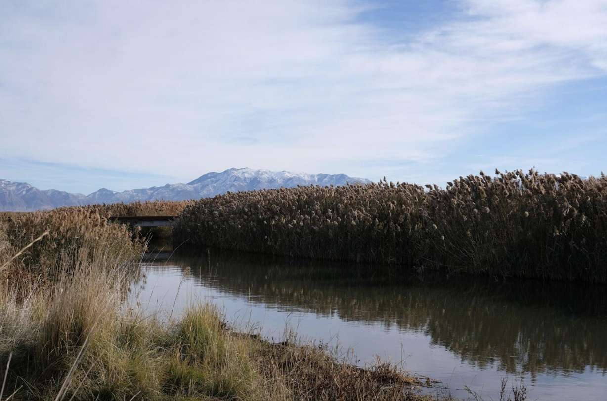 A tributary to the Great Salt Lake at the Ogden Bay Waterfowl Management Area is pictured on Nov. 25, 2024. The U.S. Geological Survey installed a stream gauge on this tributary, and 13 others, to monitory water flow into the Great Salt Lake.