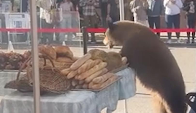 Have You Seen This? Bears go viral in Colorado as wildlife officials urge caution 