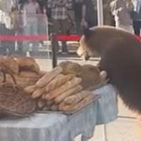 Have You Seen This? Bears go viral in Colorado as wildlife officials urge caution