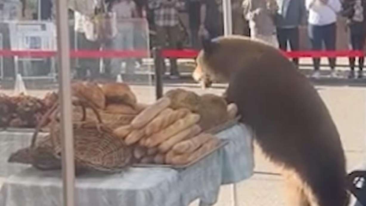 A bear helps itself to a display of breads and pastries at a street market in Aspen, Colorado, Sept. 26.