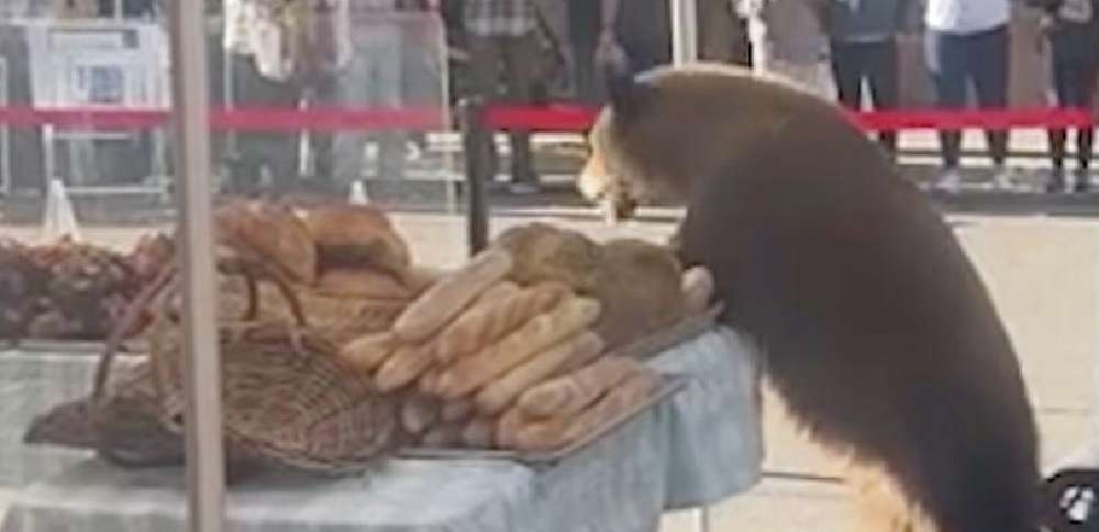 Have You Seen This? Bears go viral in Colorado as wildlife officials urge caution