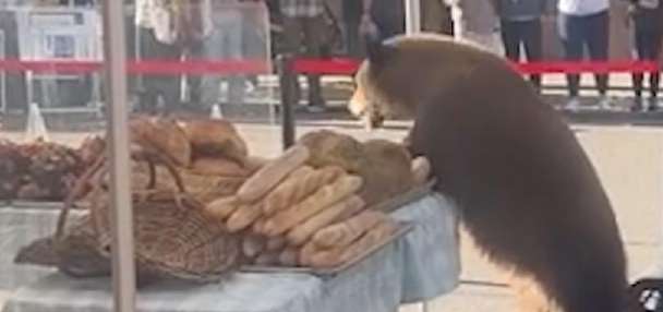 Have You Seen This? Bears go viral in Colorado as wildlife officials urge caution