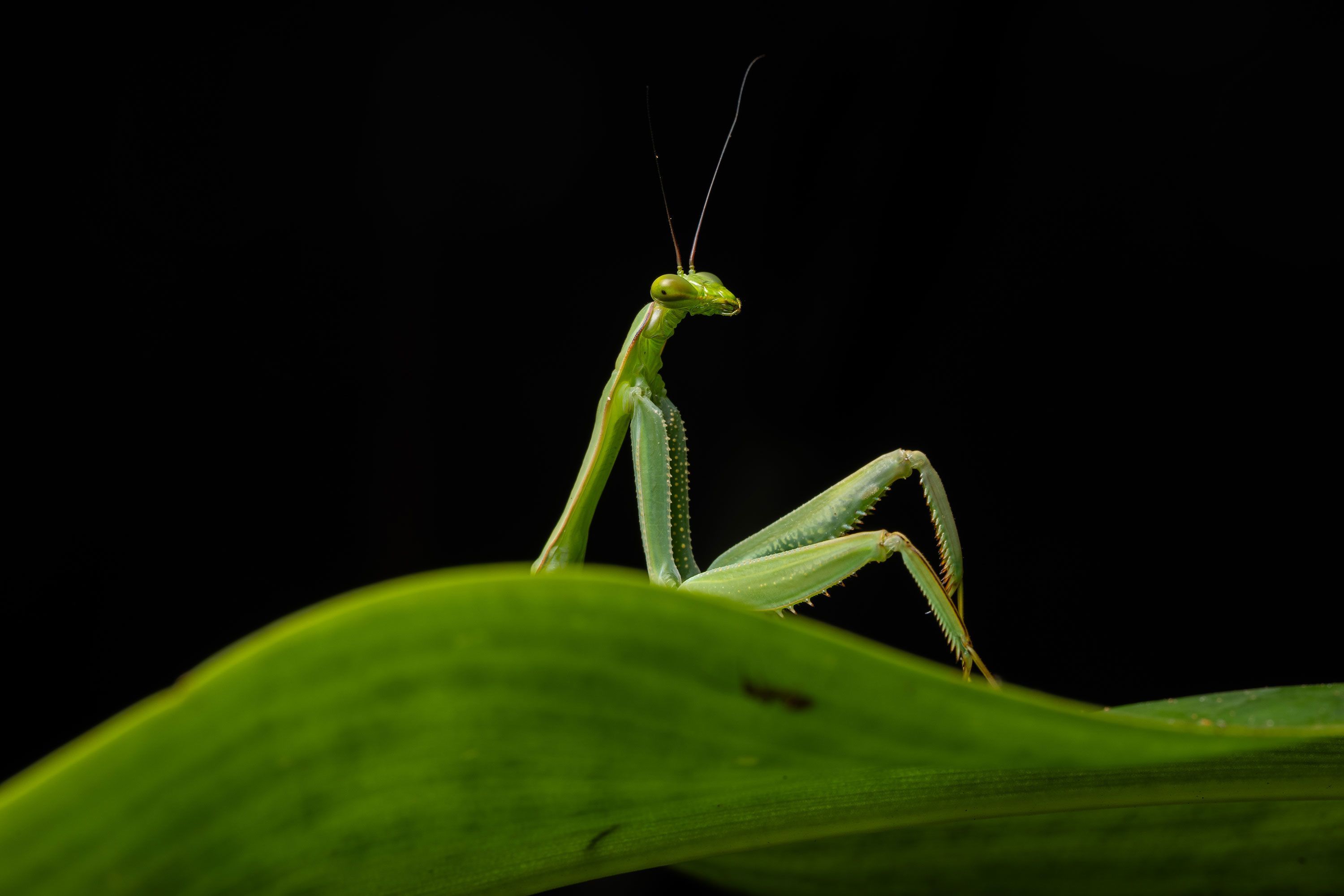 A tiny green mantis strikes a pose on a leaf.