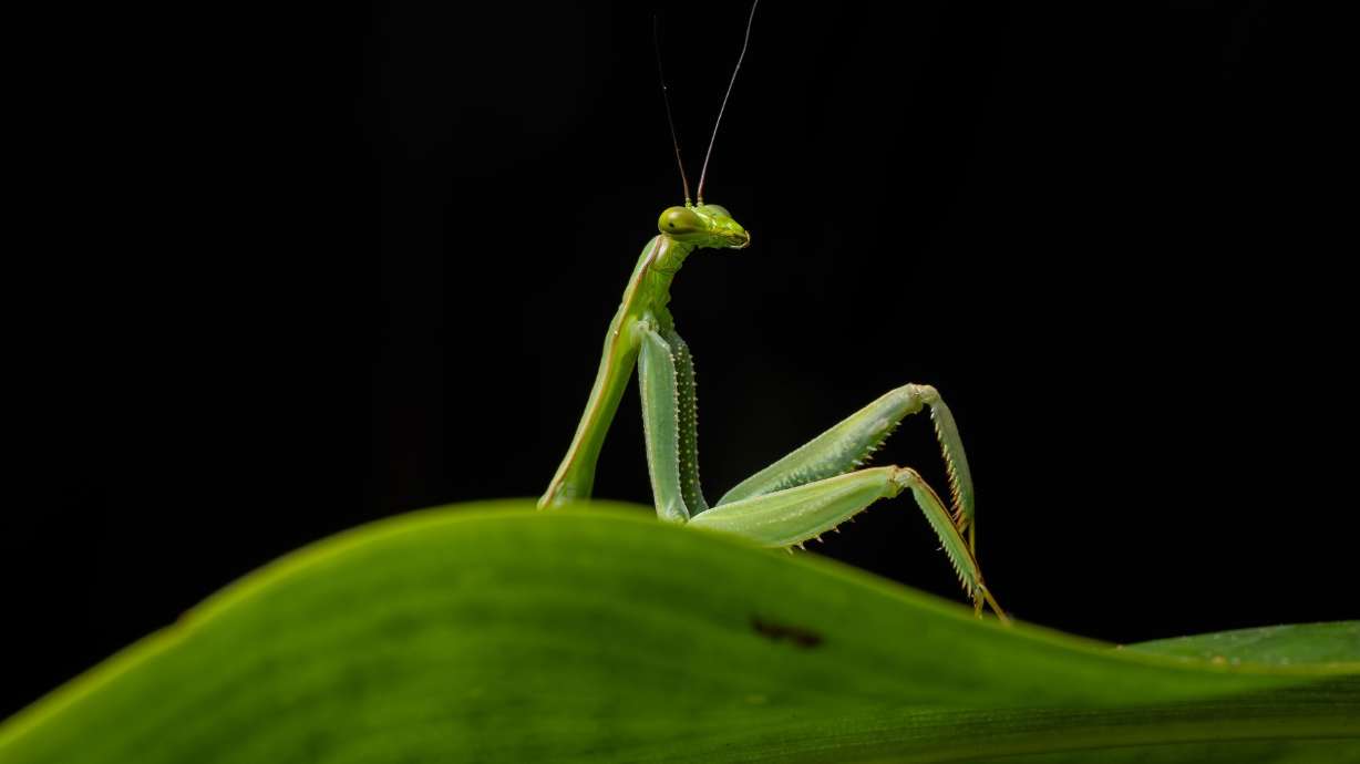 A tiny green mantis strikes a pose on a leaf.