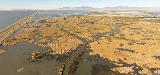 Great Salt Lake, migratory birds receive a boost from Pineview Reservoir project