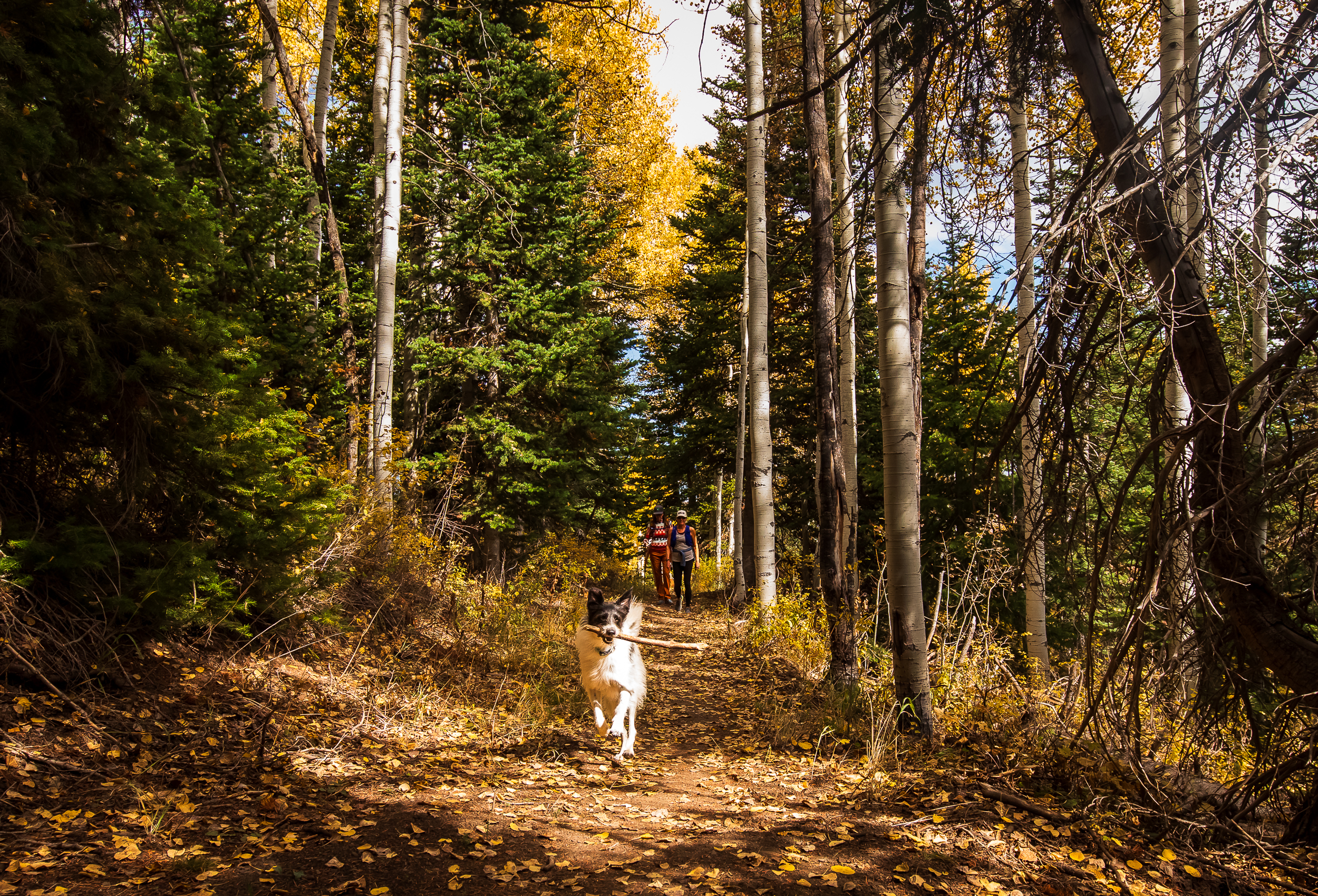 How this new 1-mile Deer Valley trail connects hikers to a much larger system