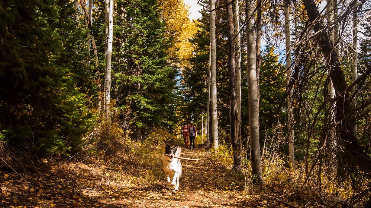 Hikers try out the new Anchor Trees Trail on Tuesday. The trail connects Montage Deer Valley to trail networks in the Bonanza Flat and Bloods Lake areas and beyond.