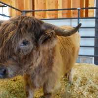 Introducing kids to agriculture through the new Youth Livestock Barn in South Jordan