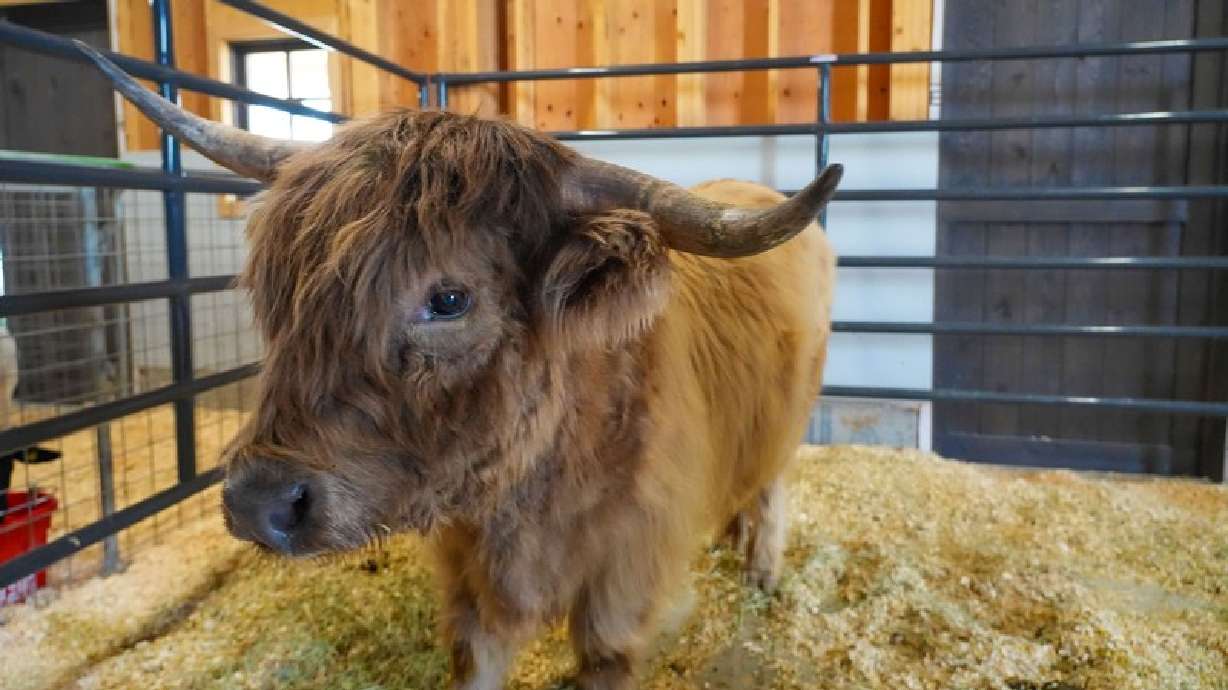 The new Youth Livestock Barn at USU Extension's Bastian Agricultural Center in South Jordan will help children experience agriculture, develop life skills and serve their communities.