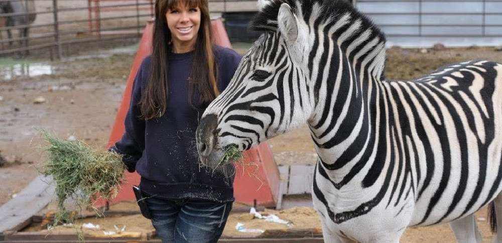 26-year-old Zebra in Utah seeks companionship after losing animal friends
