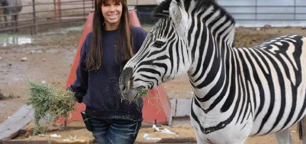 26-year-old Zebra in Utah seeks companionship after losing animal friends