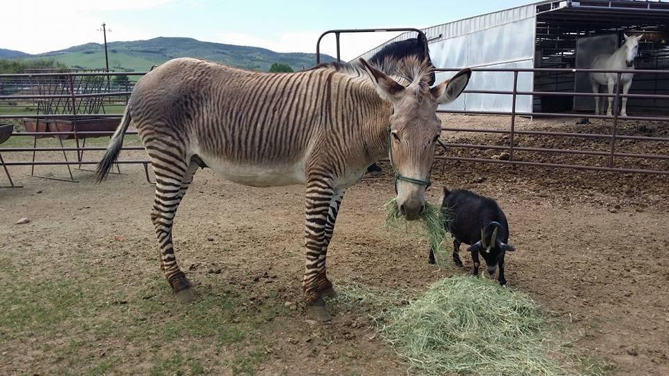 Karen Becker's 26-year-old zebra Zoolu recently lost her friends, a horse and a bull. After two decades of living with many other exotic animals, Zoolu is the last one and Becker said she would love to find her a friend (preferably a donkey) to hang out with.