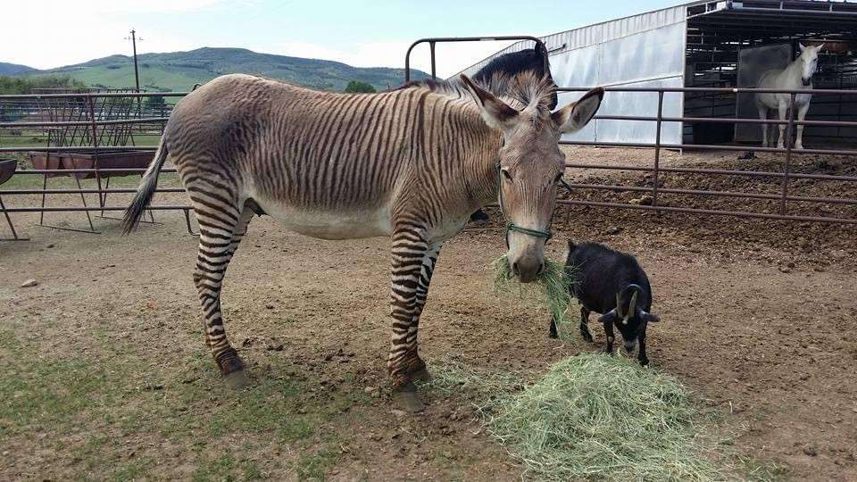 Karen Becker's 26-year-old zebra Zoolu recently lost her friends, a horse and a bull. After two decades of living with many other exotic animals, Zoolu is the last one and Becker said she would love to find her a friend (preferably a donkey) to hang out with.
