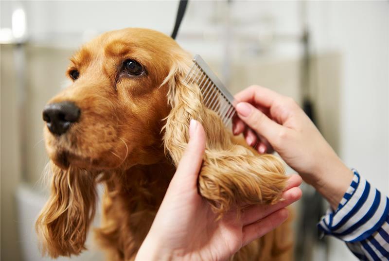 How much does it cost to own a pet in the first year?