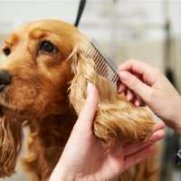 How much does it cost to own a pet in the first year?