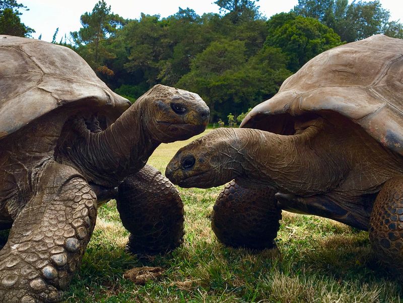 A 194-year-old tortoise, world's oldest land animal, may hold clues to longer life