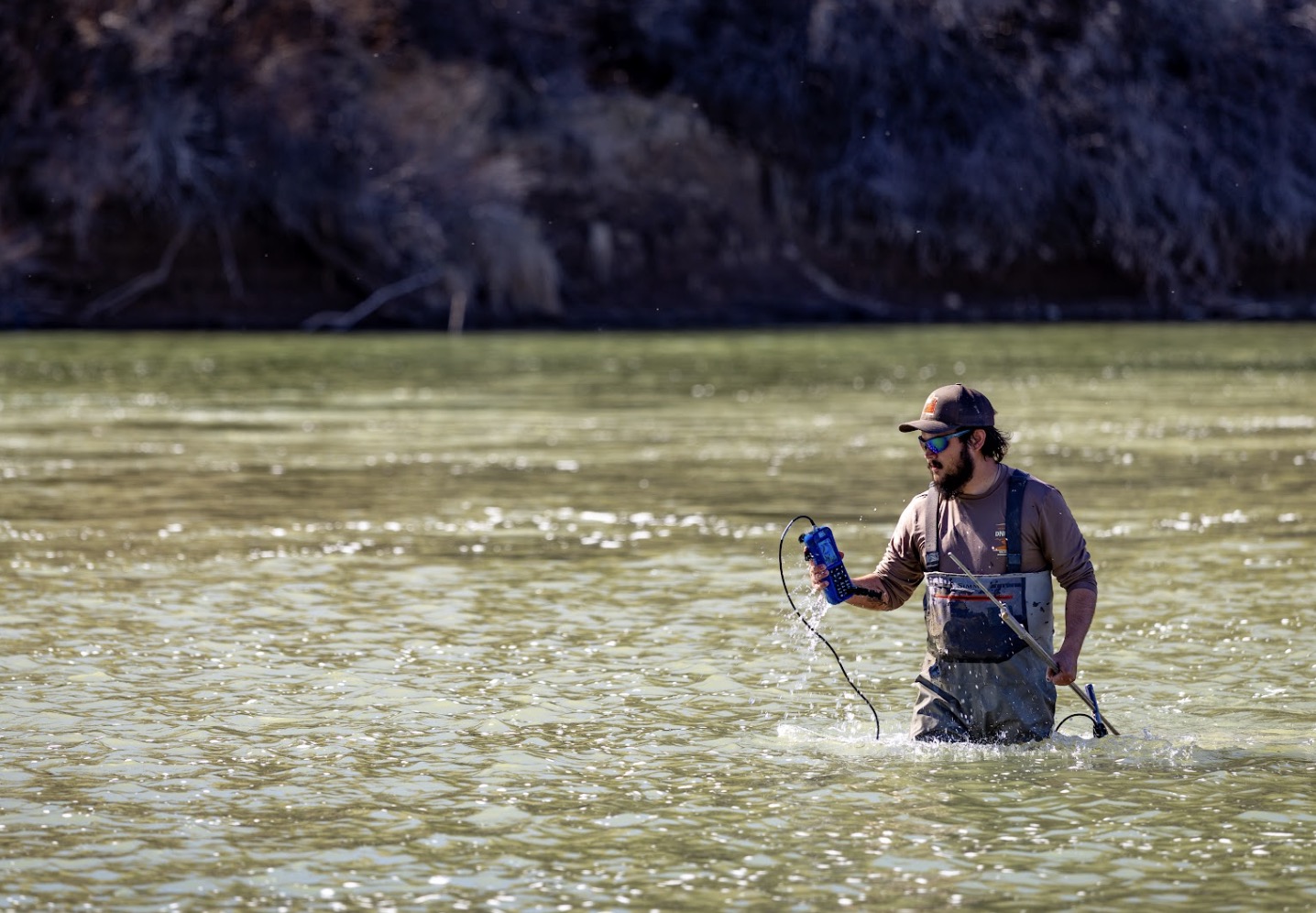 Destructive invasive species has entered Utah portion of Colorado River