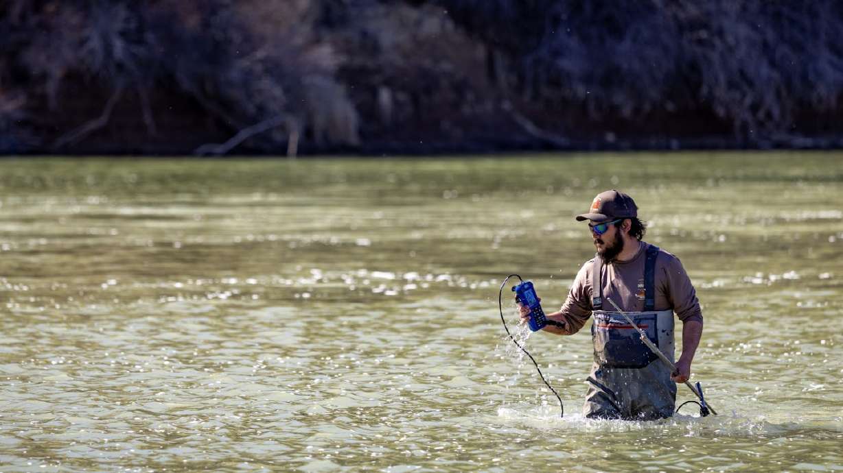 Utah Division of Wildlife Resources biologists test for zebra mussels in the Colorado River on March 21. The division announced on Thursday that the invasive species has made its way to Utah's side of the river for the first time.
