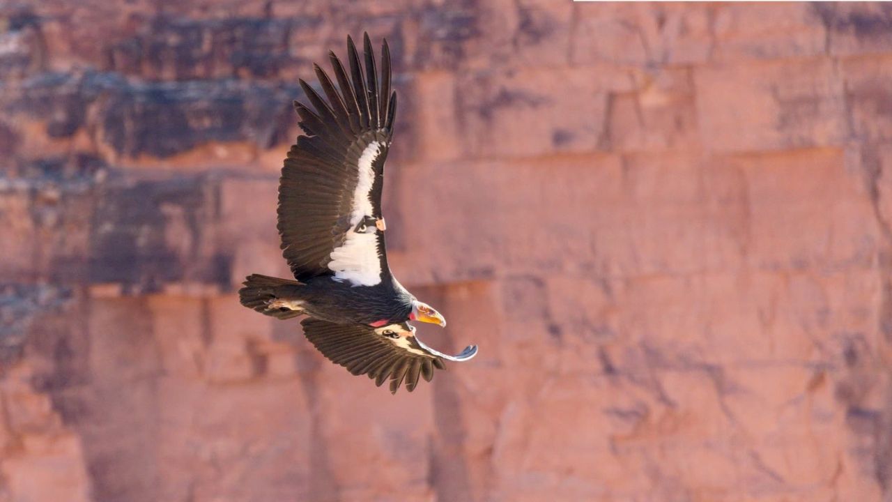 Hunters in southern Utah can help protect California condors and maybe win a prize
