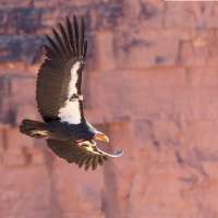 Hunters in southern Utah can help protect California condors and maybe win a prize