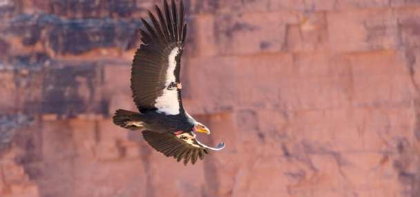 Hunters in southern Utah can help protect California condors and maybe win a prize
