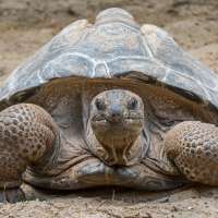 Once near extinction, these giant tortoises now outnumber people in the Seychelles, survey finds