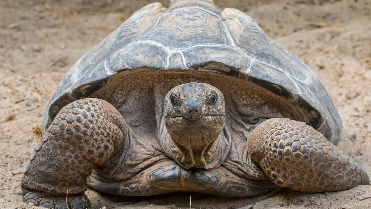 The Aldabra giant tortoise is native to the islands of the Aldabra Atoll in the Seychelles.