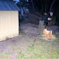 Florida woman arrested after cats found buried alive in her yard