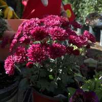 Fall 'lasagna planter' creates colorful display through multiple seasons