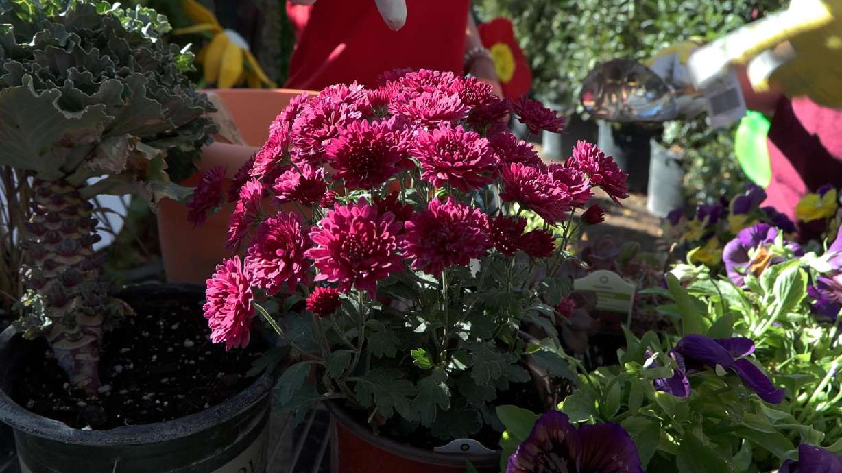 Autumn annuals are the first layer of a "lasagna planter" that can last until springtime. A simple fall container garden can provide color and blooms well beyond the autumn season when planted using the technique known as a "lasagna planter."