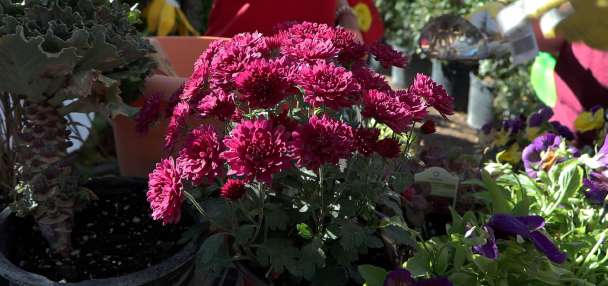 Fall 'lasagna planter' creates colorful display through multiple seasons