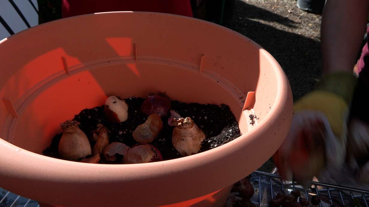 A simple fall container garden can provide color and blooms well beyond the autumn season when planted using the technique known as a "lasagna planter."