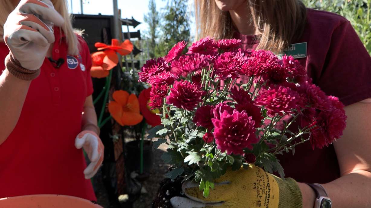 A simple fall container garden can provide color and blooms well beyond the autumn season when planted using the technique known as a "lasagna planter."