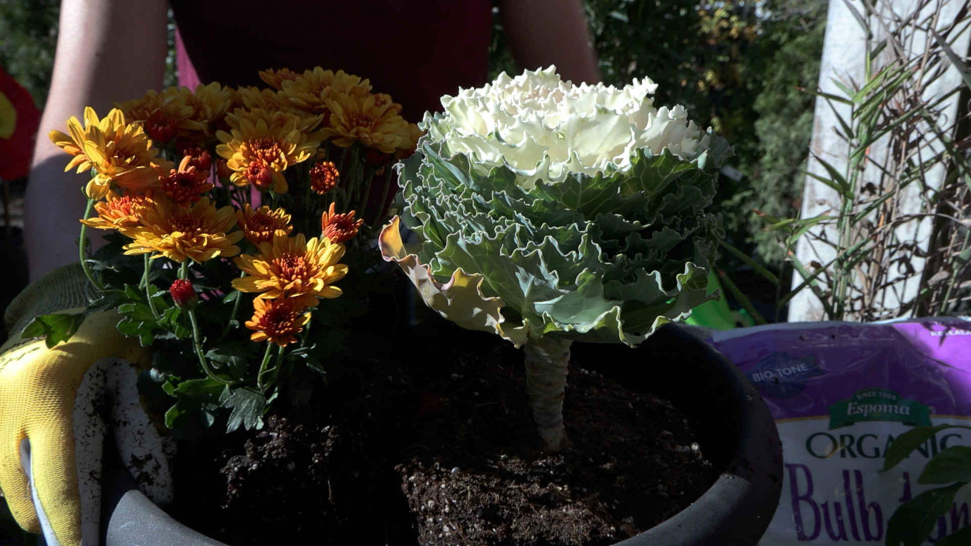 A simple fall container garden can provide color and blooms well beyond the autumn season when planted using the technique known as a "lasagna planter."