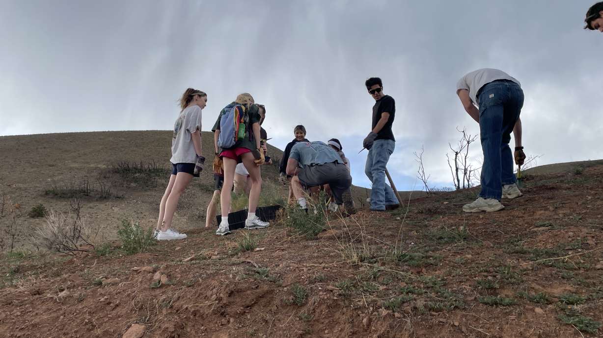 Volunteers from University of Utah Greek Life dig and plant prickly pear cactus in the foothills burned in the Bonneville Fire. City crews are planting thousands of native species to help stabilize slopes.