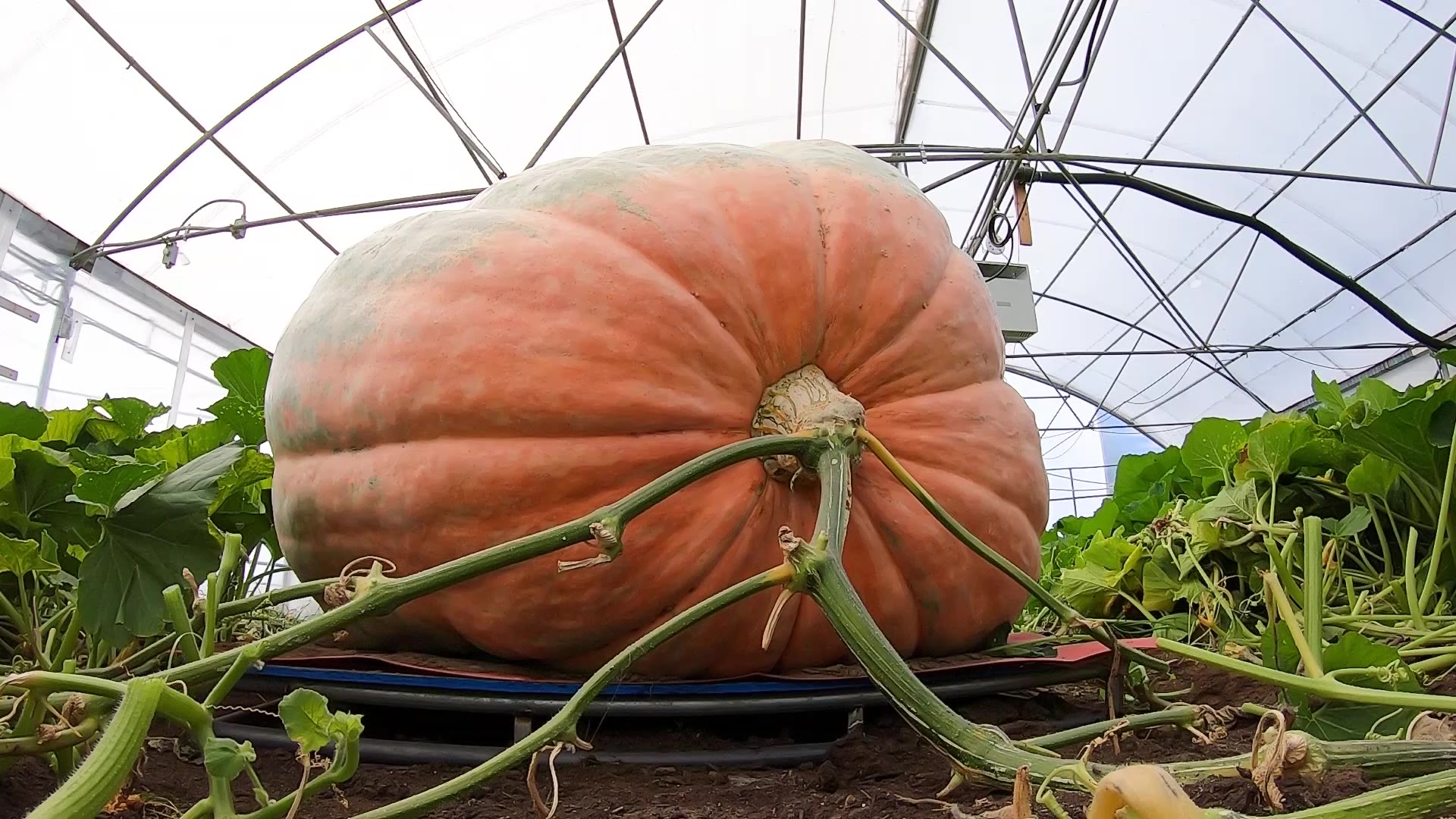 How do you move a 2,000-pound pumpkin? This Utahn shows us