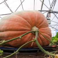 How do you move a 2,000-pound pumpkin? This Utahn shows us