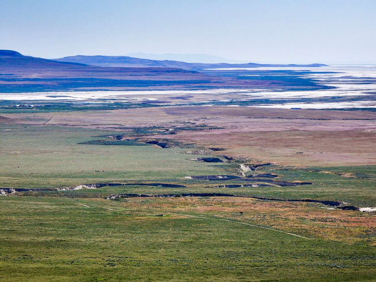 Cattle graze on land proposed to be used for the Stratos Project data center in the Hansel Valley area of Box Elder County on May 12. This swath of land is the more eastern of the two largest sections of land proposed to be used for the data center.