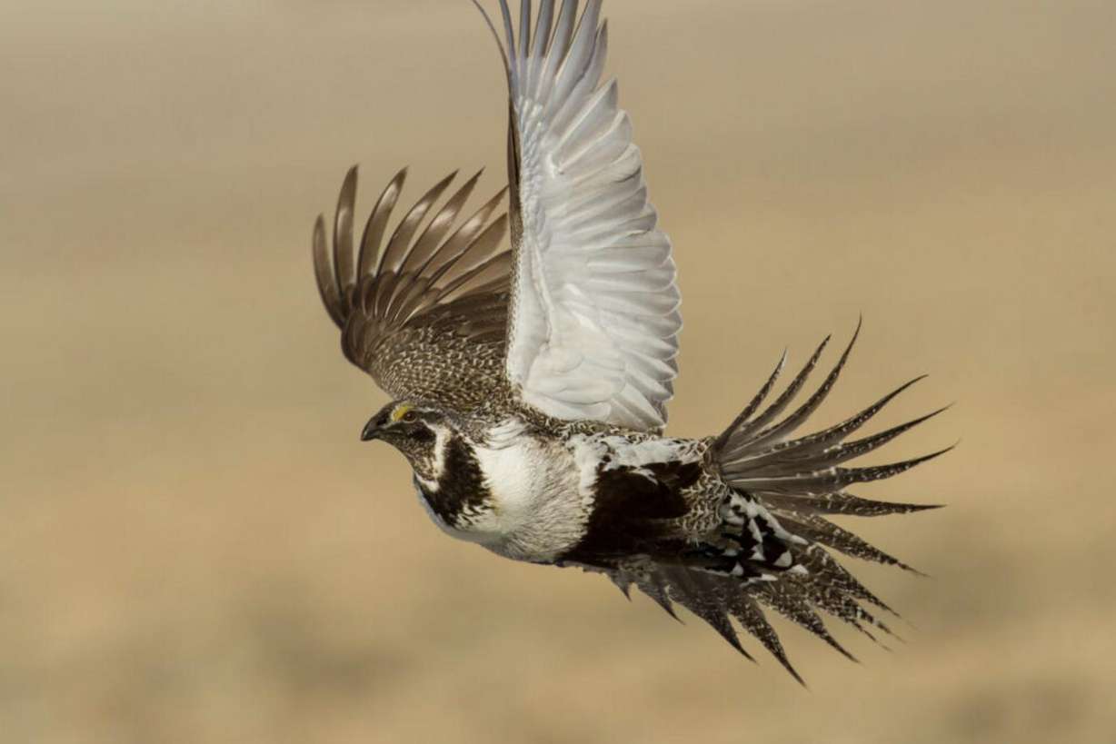 A greater sage-grouse flies through the Warner Mountains of Oregon.