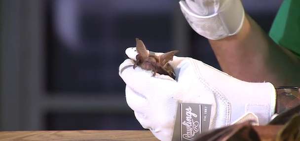 Halloween spider web decorations can trap and kill bats, experts warn