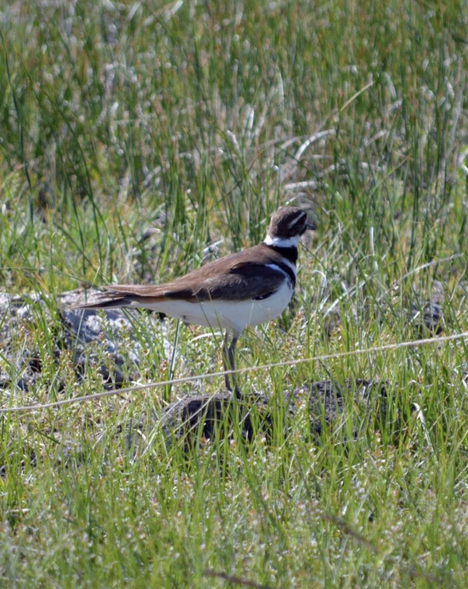 A killdeer, known for laying their eggs directly on the ground.
