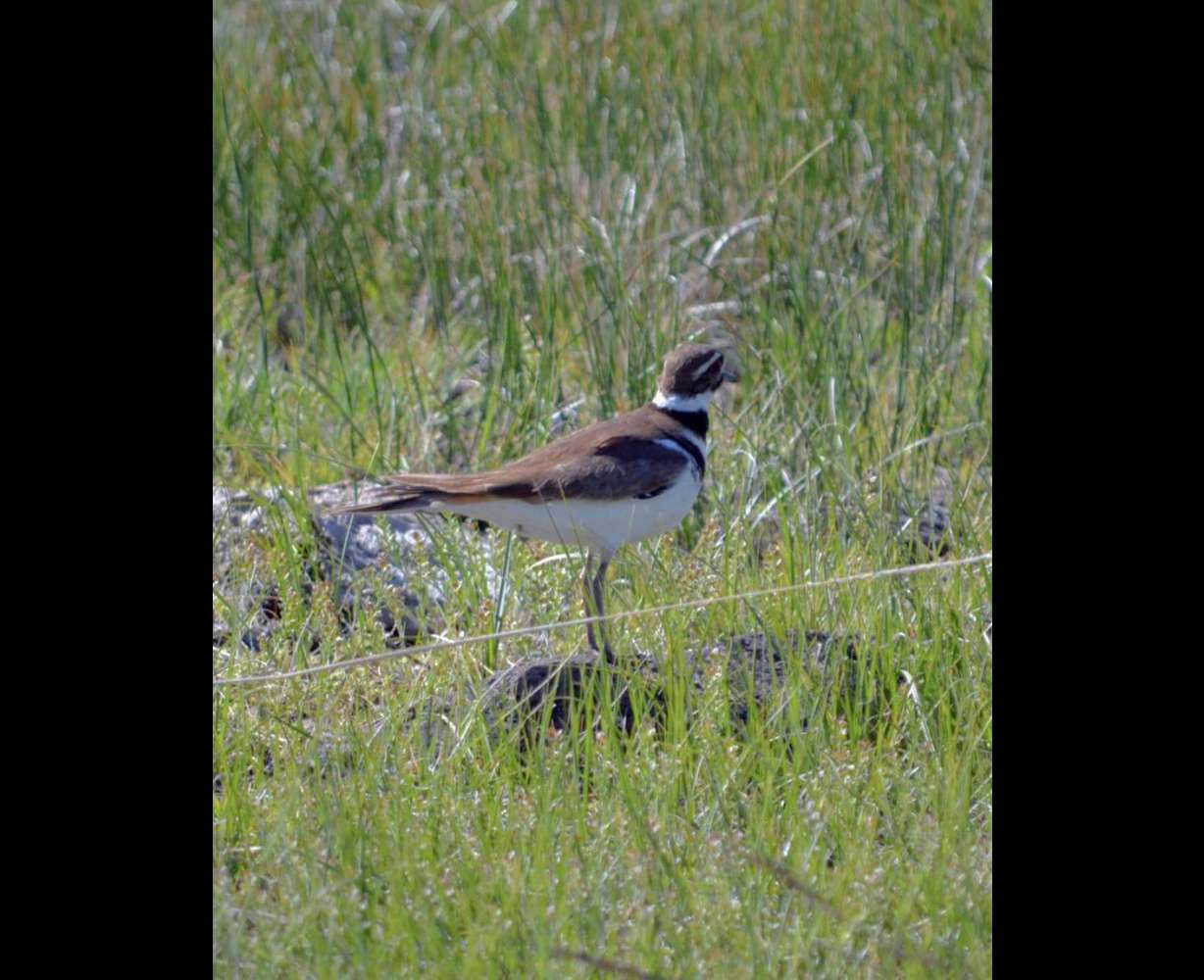 A killdeer, known for laying their eggs directly on the ground.