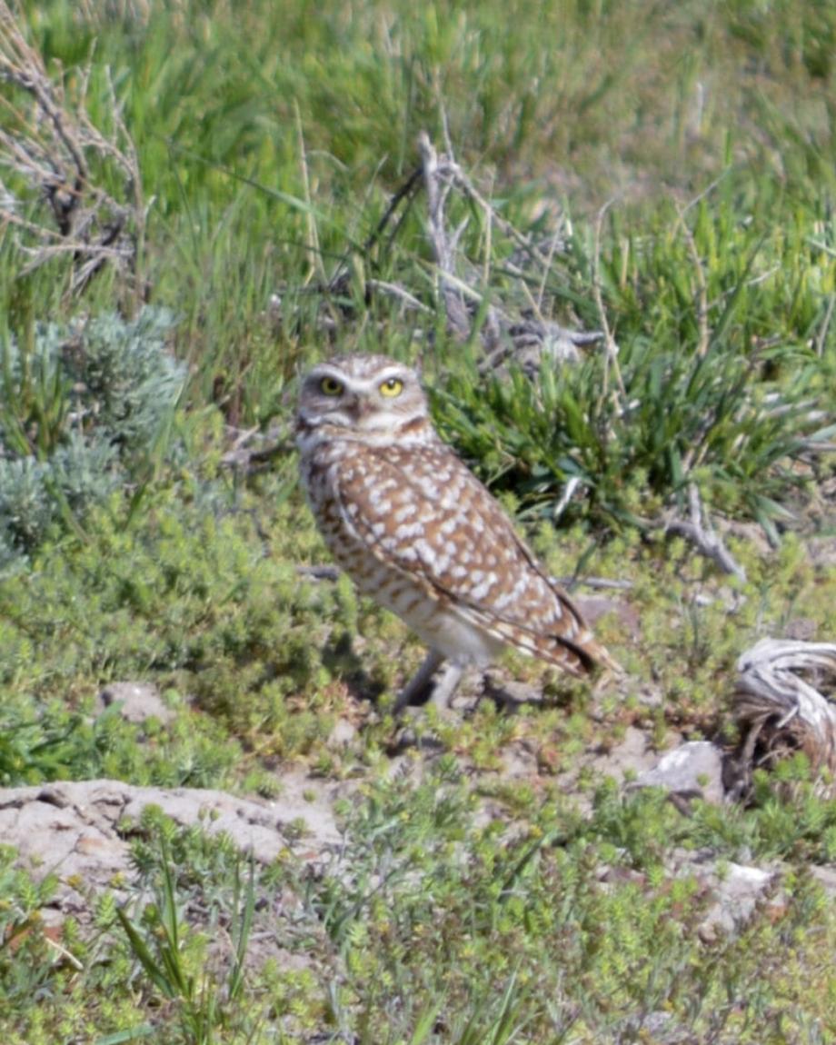 A burrowing owl on the Oregon side of the McDermitt Caldera.