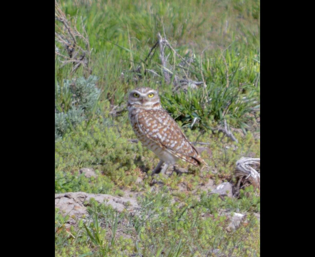 A burrowing owl on the Oregon side of the McDermitt Caldera.