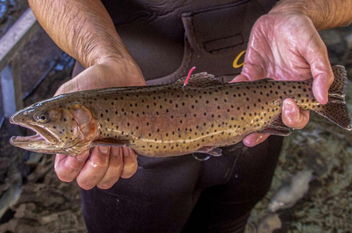The McDermitt Caldera’s springs are home to threatened Lahontan cutthroat trout.