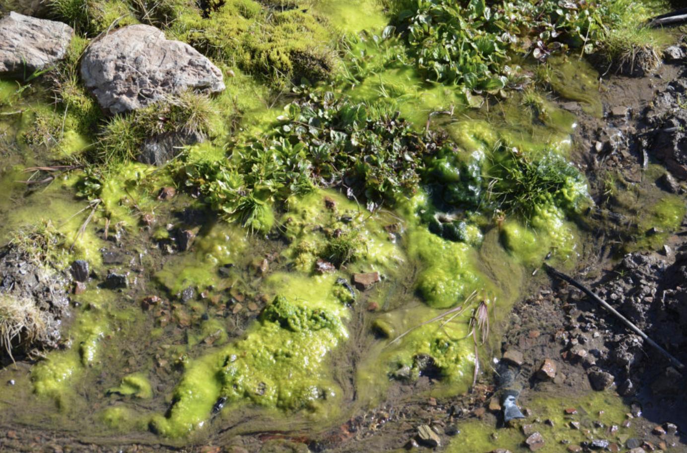 Green algae grows in a stream after recent rain in Oregon’s McDermitt Caldera.