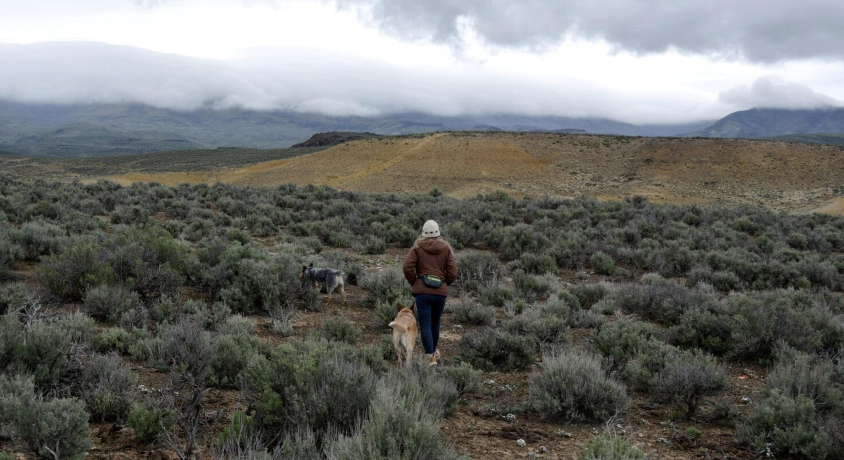 Katie Fite walks towards a hill filled with rare wildflowers found within the Jindalee’s McDermitt Lithium project drilling area on May 4, 2025.