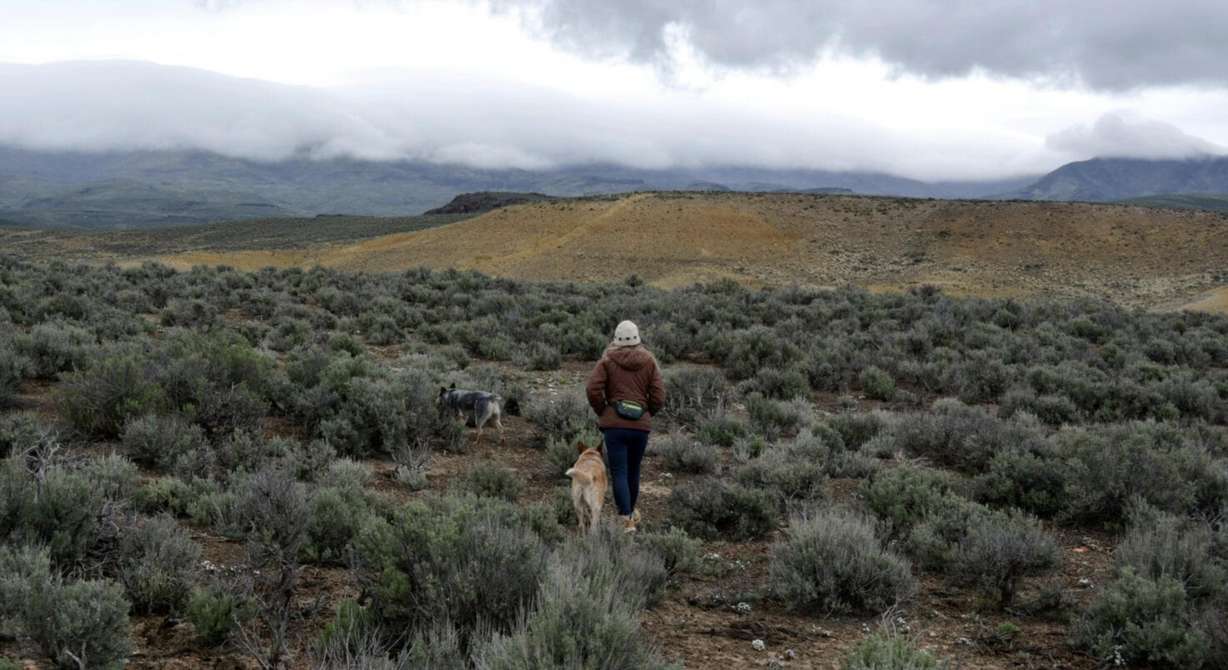 Katie Fite walks towards a hill filled with rare wildflowers found within the Jindalee’s McDermitt Lithium project drilling area on May 4, 2025.